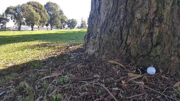 Ball on tree root. - The Clubhouse - Team Titleist