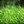 Green_Grass